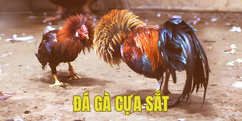 Banner www.maj.com.vn