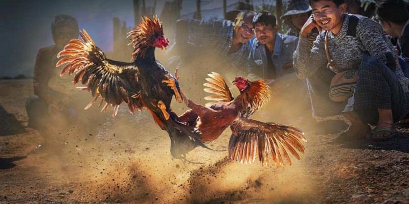 Banner www.maj.com.vn